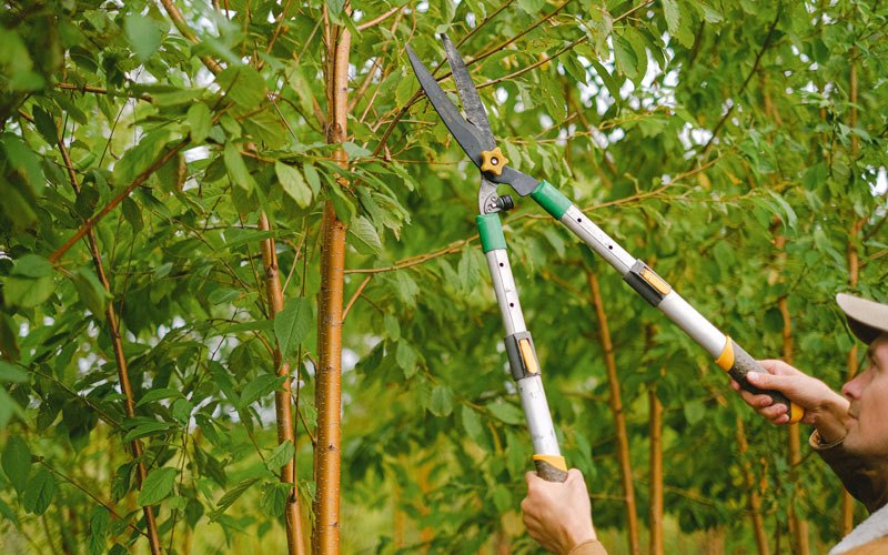 Tree trimming in Vail, IA