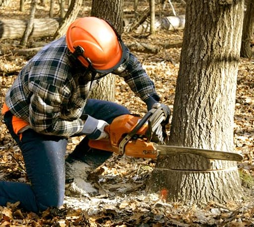 Tree Removal in Vail, IA